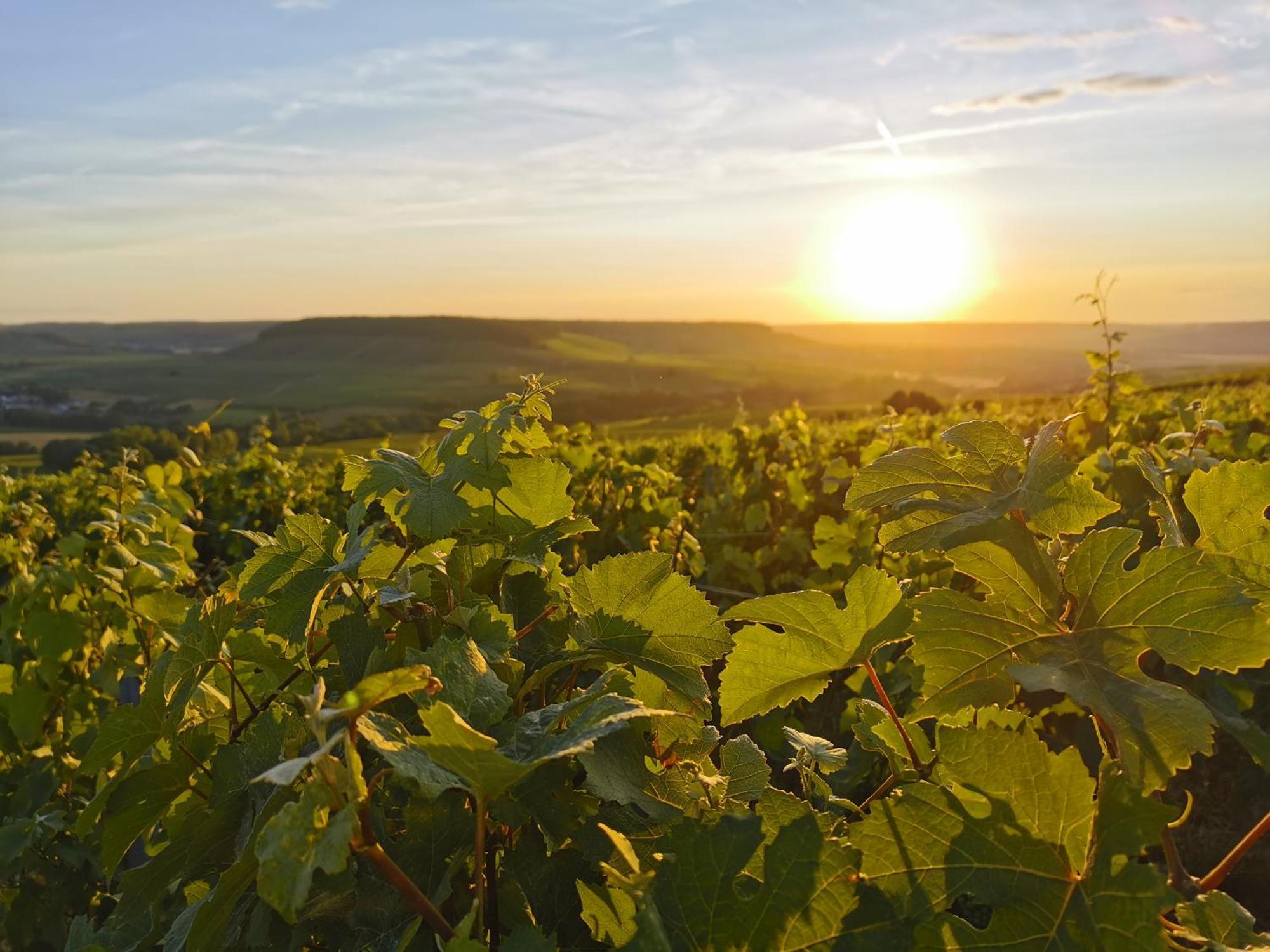 Hostellerie Briqueterie & Spa Champagne Vinay  Luaran gambar Vineyards in the Moselle region